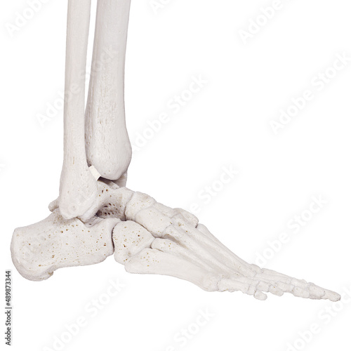 3d rendered medically accurate illustration of the posterior tibiofibular ligament photo