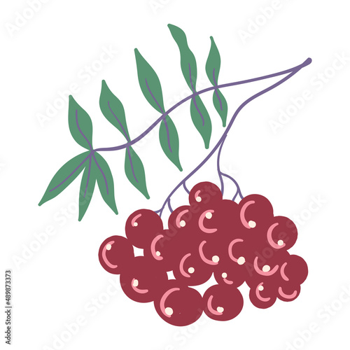 Hand drawn wild berries on a branch with leaves on a white background isolated.