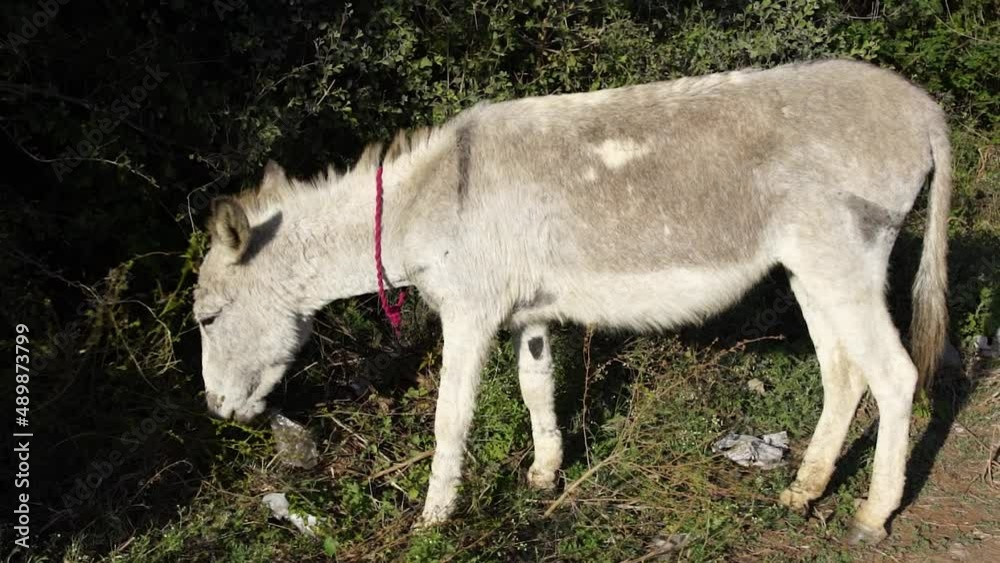 A gray donkey eating green grass, white animal, Domestic street animal donkey A gray donkey eating green grass, white animal, Domestic street animal donkey