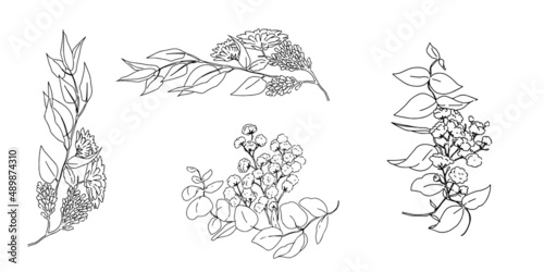 手描き線画のボタニカルな挿絵