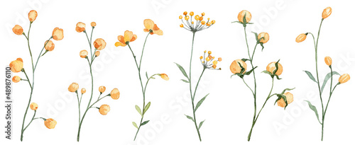 Set with watercolor yellow wild flowers isolated on white background. Hand painted botany. Flower blossom buds
