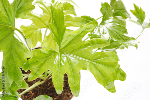 Philodendron Bipinnatifidum o filodendro, que es una opción popular de plantas de interior, ya que filtra el aire y promueve un espacio de vida tranquilo y saludable photo
