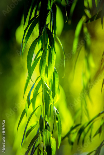 Natural background-green leaves on willow branches 