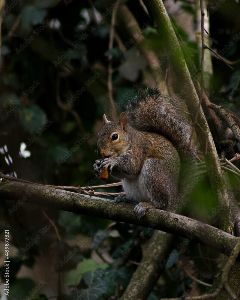 squirrel eating a peanut with relish