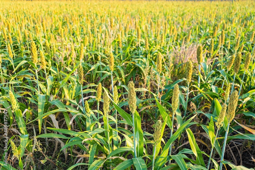 The view is that many sorghum fields that are ripe red are waiting to be harvested The view is that many sorghum fields that are ripe red are waiting to be harvested