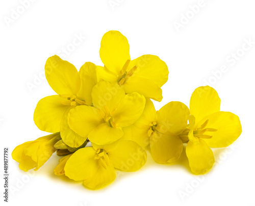 Fototapeta Naklejka Na Ścianę i Meble -  Rapeseed  flowers