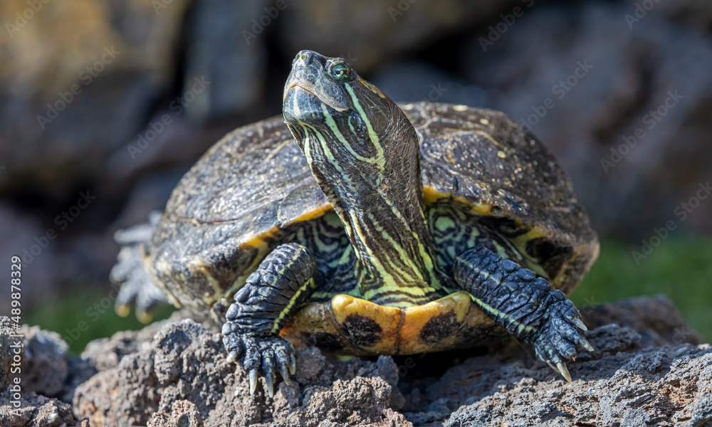 Frontal Close-up view of a Yellow-bellied slider (Trachemys scripta scripta) Frontal Close-up view of a Yellow-bellied slider (Trachemys scripta scripta)