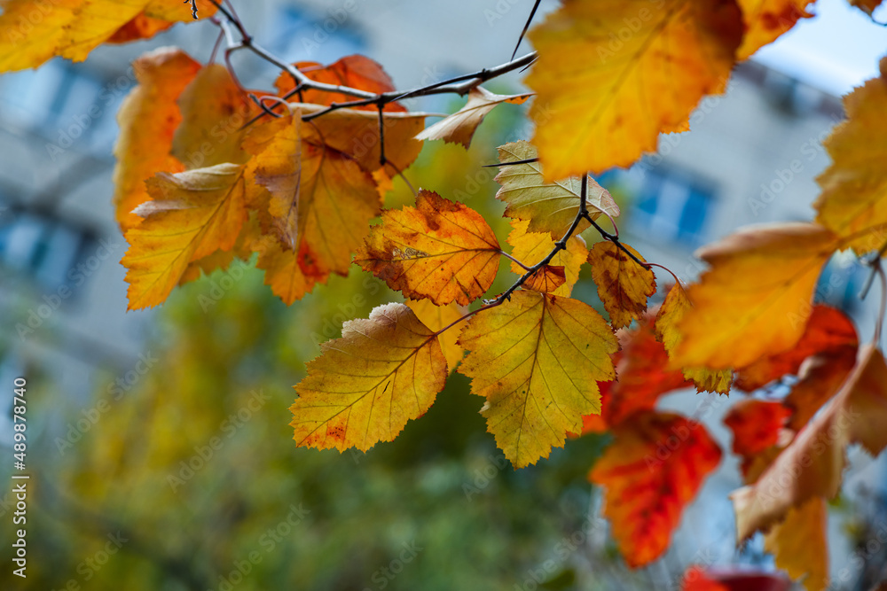 Nice autumn leawes with raindrops macro nature photo Nice autumn leawes with raindrops macro nature photo
