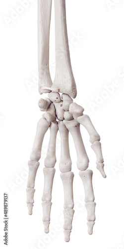 Fotografia 3d rendered medically accurate illustration of the volar radioulnar ligament