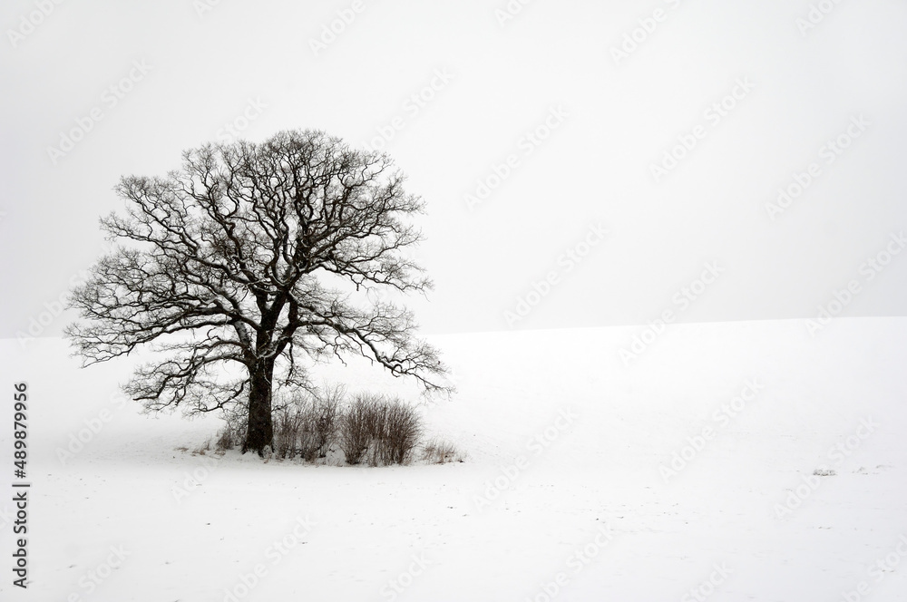Fototapeta premium Tree on hill at winter