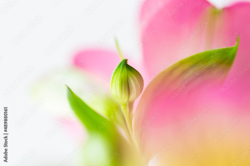 Abstract flower blurred defocused background with pink Lily of Incas or Alstroemeria.