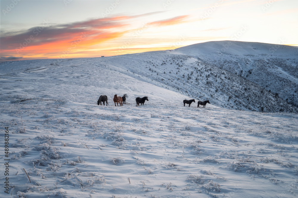 Naklejka premium Amazing winter landscape with a herd of horses and beautiful clouds over the snowy mountain slopes of Stara Planina at sunrise