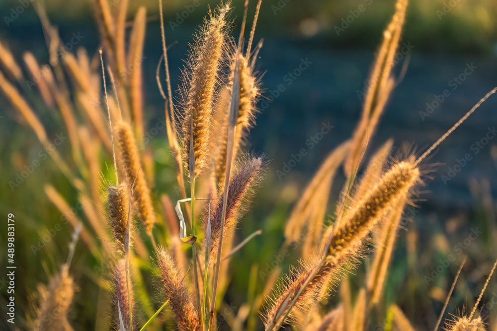 Grass flowers on the side of the road with morning sunshine Grass flowers on the side of the road with morning sunshine