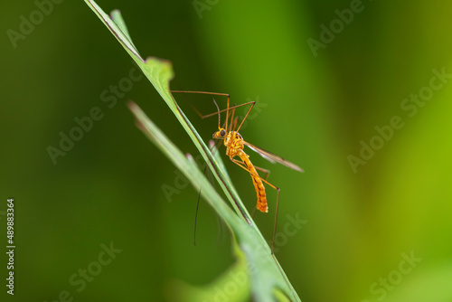 Nephrotoma appendiculata, spotted cranefly © zhengzaishanchu