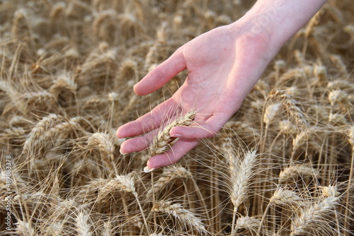 Palm hands of young woman holding ripe barley.