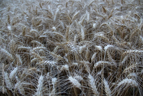 Ripe barley on the field.