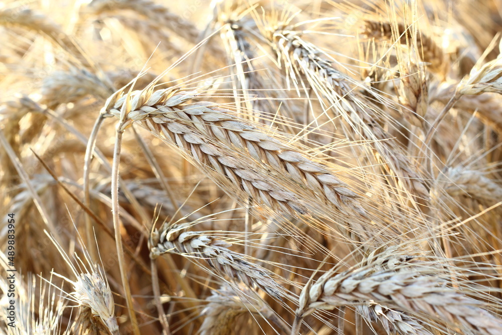 Close up of ripe barley on the field. Golden barley Close up of ripe barley on the field. Golden barley