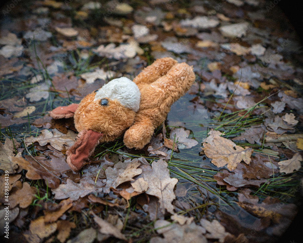 Dog, soft toy fell into cold water. Dog, soft toy fell into cold water.