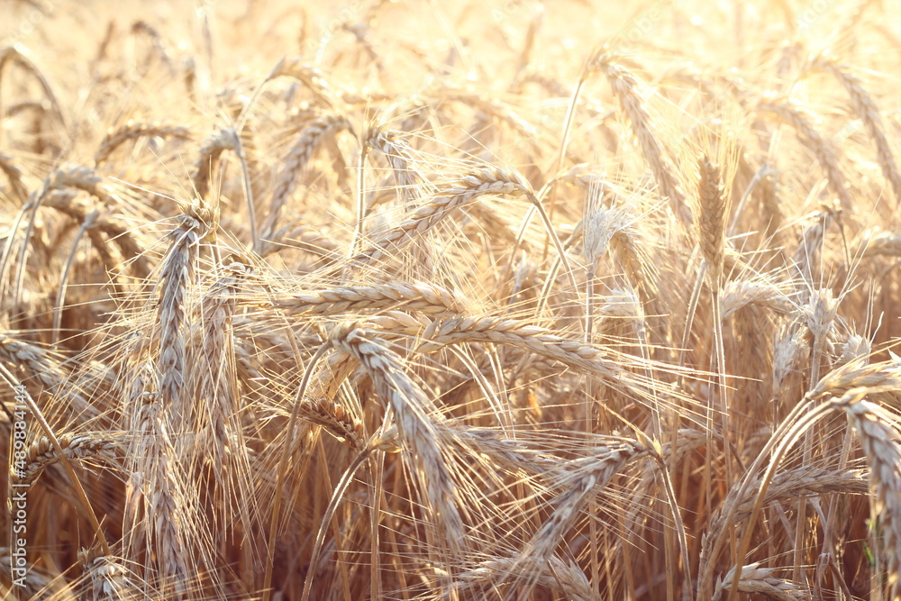 Fototapeta premium Ripe barley in the summer field.