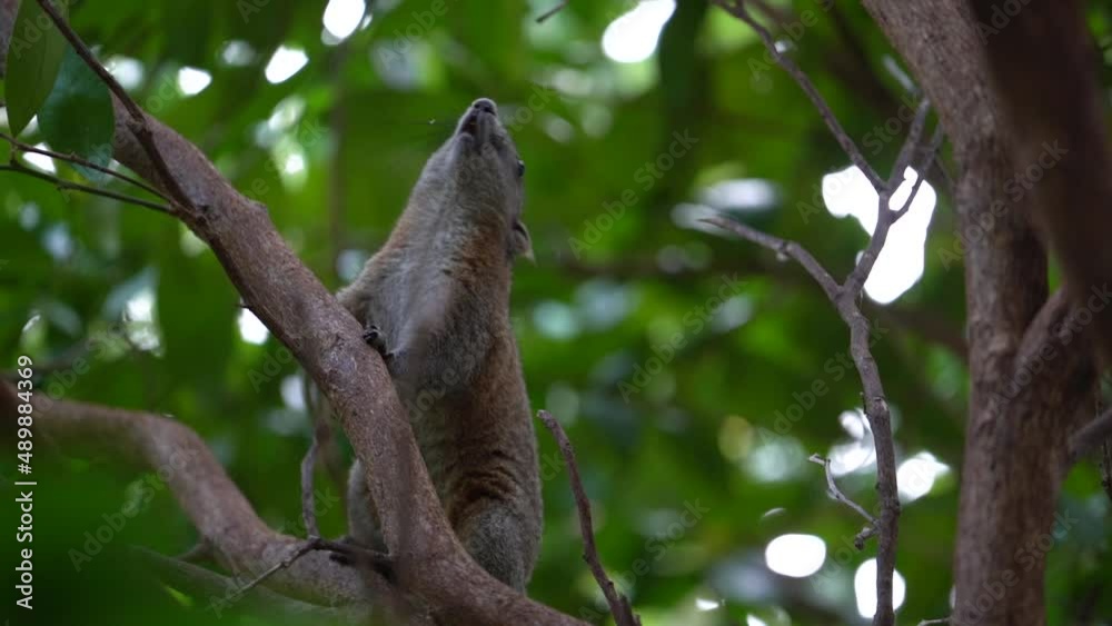 Squirrel Calling Other for Danger In The Jungle Of Asia Squirrel Calling Other for Danger In The Jungle Of Asia