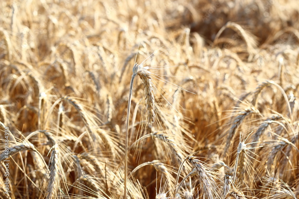 Close up of ripe barley on the field. Golden barley Close up of ripe barley on the field. Golden barley