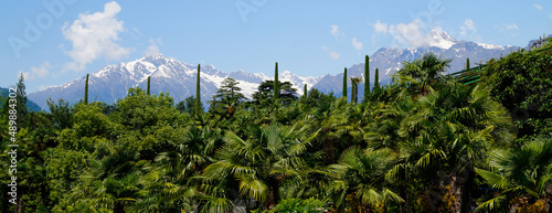 breathtaking Merano’s Gardens surrounding Trauttmansdorff Castle (also Trauttmansdorf or Trautmansdorf castle) with the snowy Italian Alps in the background (Merano or Meran, South Tyrol, Italy) photo