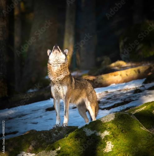 Lonely wolf howling at the moon during sunset. Euroasian Brown or Grey wolf (Canis Lupus Lupus) in Sumava National Park forests, Czech Republic during winter.