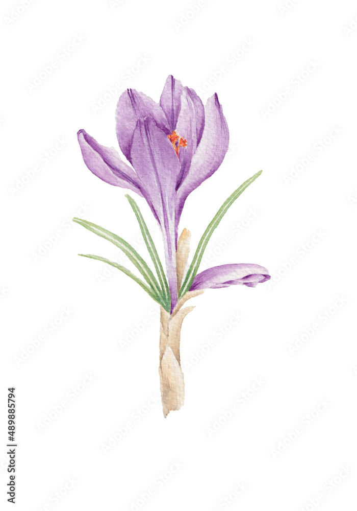 Crocus - Watercolor painting on white background, created and painted by the photographer
