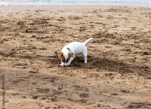 Cute little dog puppy digging in the sand on the beach