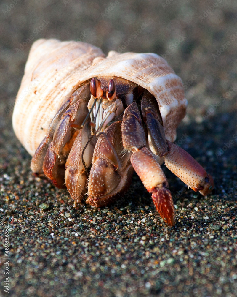 Closeup portrait of Hermit Crabs (Pagurus samuelis) on empty beach Corcovado National Park, Costa Rica.