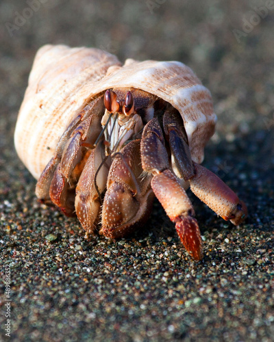 Closeup portrait of Hermit Crabs (Pagurus samuelis) on empty beach Corcovado National Park, Costa Rica.