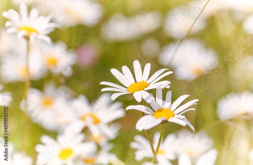Nature background with wild flowers camomiles. Soft focus. Close up. 