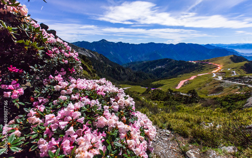 Asia - Beautiful landscape of highest mountains，Rhododendron, Yushan Rhododendron (Alpine Rose) Blooming by the Trails of at Taroko National Park, Hehuan Mountain, Taiwan 