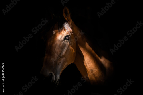 Fotografie, Obraz portrait of a horse