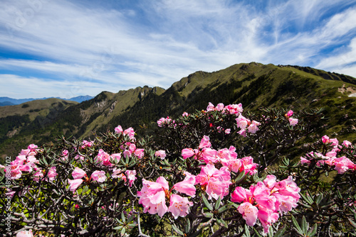 Asia - Beautiful landscape of highest mountains，Rhododendron, Yushan Rhododendron (Alpine Rose) Blooming by the Trails of at Taroko National Park, Hehuan Mountain, Taiwan
