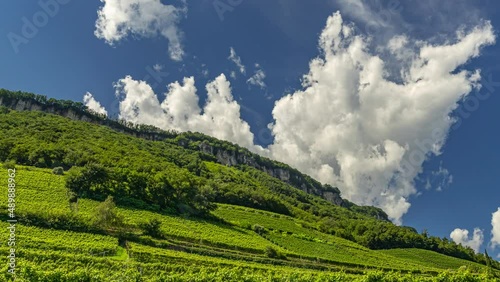 Timelapse of the valleys and slopes cultivated in Traminer, Gewürztraminer, along the South Tyrolean Wine Route. Province of Bolzano, Trentino Alto Adige photo