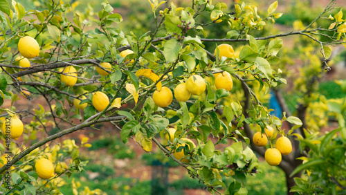 Limones en el árbol