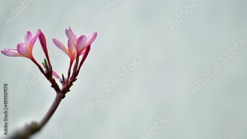 pink magnolia flower © dewa