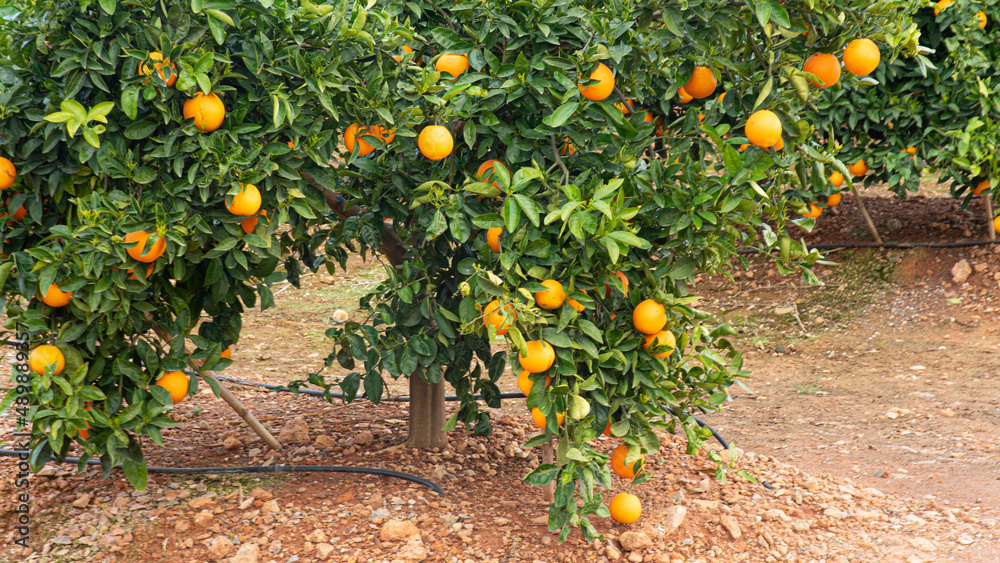 Campo de naranjas