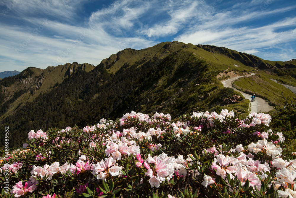 Obraz premium Asia - Beautiful landscape of highest mountains，Rhododendron, Yushan Rhododendron (Alpine Rose) Blooming by the Trails of at Taroko National Park, Hehuan Mountain, Taiwan