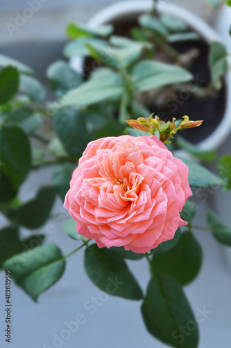 Top view of vibrant Flamingo rose in full bloom 