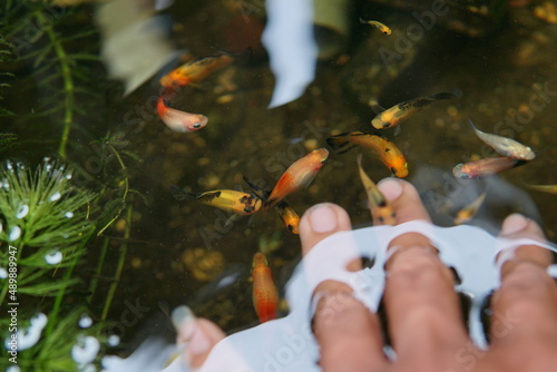 Beautiful freshwater aquarium fish, Cherry Snapper (Puntius titteya). Guppies (Poecilia reticulata), rainbow fish. millionfish. small pond with guppies. Colorful fish in the aquarium. photo