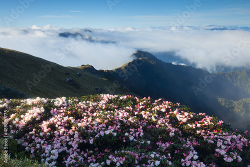 Fototapeta Naklejka Na Ścianę i Meble -  Asia - Beautiful landscape of highest mountains，Rhododendron, Yushan Rhododendron (Alpine Rose) Blooming by the Trails of at Taroko National Park, Hehuan Mountain, Taiwan