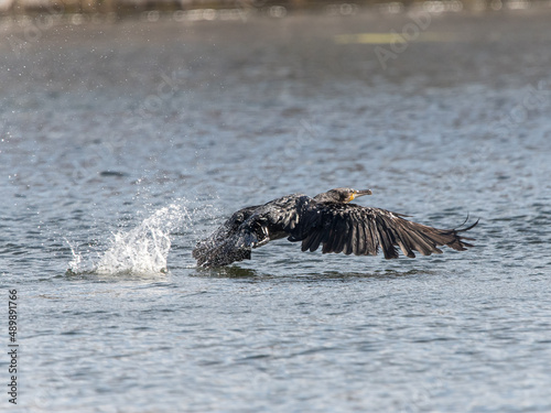Cormorant taking off photo