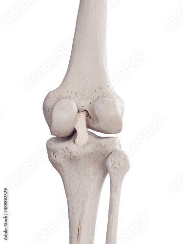 3d rendered medically accurate illustration of the posterior cruciate ligament photo