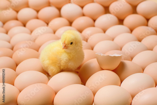 Image of a large group of chicken eggs and one newborn chicken among it. © Elena