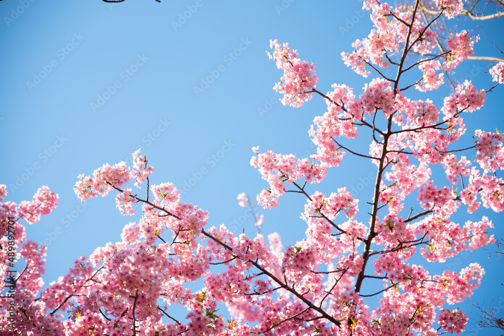 일본 도쿄 벚꽃