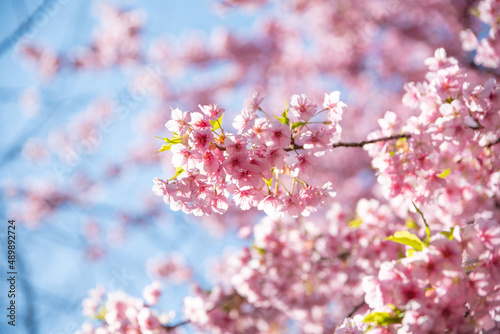 일본 도쿄 벚꽃 © MIN