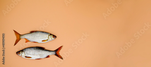 Wallpaper Mural Two fish river roach on orange background with copy space. Concept of kitchen, food preparation, shop windows, market. Fishing concept, tackle. Banner. Torontodigital.ca