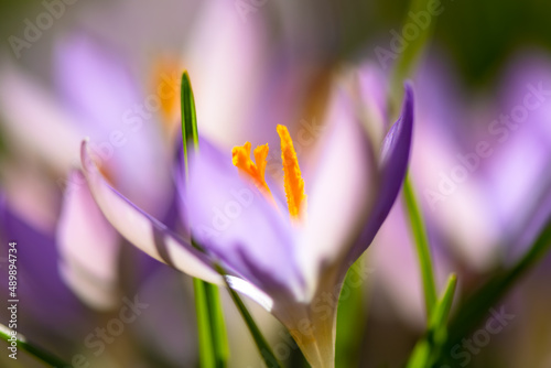 Crocus is a genus of flowering plants in the iris family growing from corms. Close up macro of colorful early bloomer Flower with orange stamens and violet lilac petals on a bright spring day .